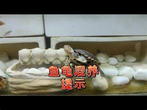 烏龜 魚|什麼龜可以和魚一起養，魚龜混養的方法有哪些